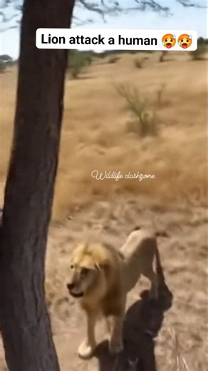 Real Safari Footage Tourist's Car! Lion Attacks This is absolutely TERRIFYING. A man on safari in Africa was forced to climb a tree to escape a furious lion after getting too close to its territory. The footage shows the lion roaring and circling below, trying to reach him - pure adrenaline. Filmed entirely on a smartphone selfie-stick, the clip is raw, shaky, and unedited. You can hear the man's breathing, the lion's growls, and the sound of the African wind cutting through the scene. BRAIDED 2