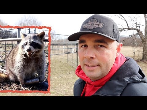 Trapping Raccoons with a Hog Trap