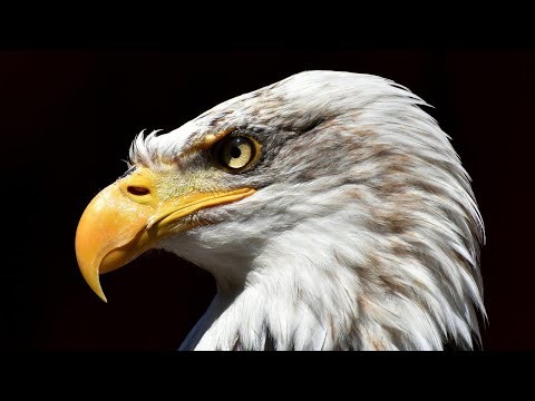 Why Is the Bald Eagle Our National Bird (the American Symbol)?🦅