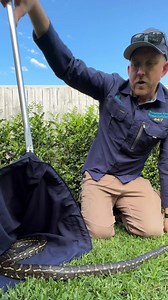 Snake & Pet Confrontation! Whenever you have pets around, this may be dogs, cats, chickens or birds, we always recommend that if a snake appears in your yard you contact a snake catcher for it to be relocated. This is not only to protect and conserve our snakes, but also to ensure your pets are kept safe. Never try and catch snakes, leave it to the professional snake catchers. If a snake shows up in your yard please remove yourself and your pets from the situation until the snake catcher arrives