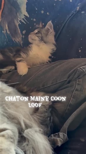 🐾✨ À la recherche d’une famille ! 🐾✨ 3 adorables bébés Maine Coon LOF cherchent un foyer chaleureux ! ❤️ Ces petits câlins sur pattes sont prêts à partager d’innombrables moments d’amour et de joie avec vous. 🏡🐱 🌟 Rappelez-vous, l’adoption est un acte responsable et réfléchi. Si vous êtes prêt(e) à donner une belle vie à ces trésors, contactez-nous dès maintenant ! 💖 Faites passer le mot et aidez-les à trouver leur chez-soi parfait ! 📲💕 🎵#MaineCoon #chatteriedesmainedor #ChatonÀVendre |