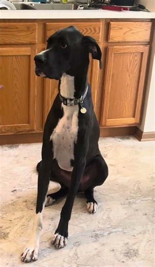 Great Dane front paws on their own mission 🐕 #GreatDane #FunnyDog #DogMoments