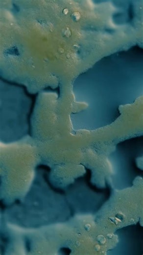 Slime Mold Remembers (Footage provided by Germs ) #STEM #experiment #trend #contentcreator #microorganism #research #journeytothemicrocosmos #creatorsearchinsights #fbreels #foryouシ #slime #microcosmos #memory #microscope #mold #remembers | Reel 2M Replays | Facebook
