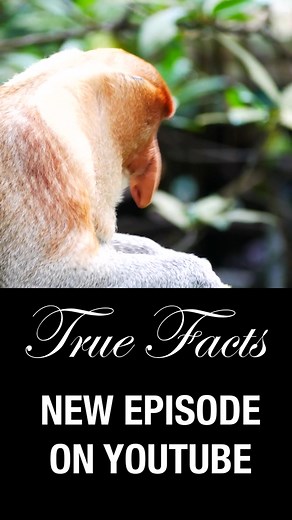 True Facts: Proboscis Monkey