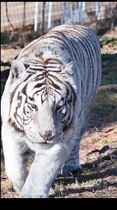 59K views · 5.1K reactions | Would Roman win a game of red light, green light | Eugene Marie | Facebook