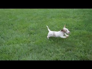 Miniature Dachshund Puppies For Sale