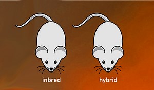 Common Laboratory Mouse Strains: A Beginner's Guide