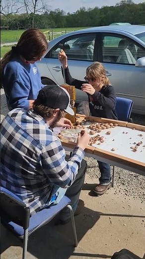 Processing hickory nuts