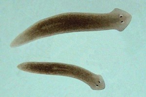 Planarian ~ Everything You Need to Know with Photos | Videos