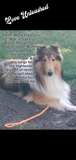 Is your pup looking for a love connection? Join our app! New trend loading!!!! Create a dating profile for your dog. Use our app title, hook sound and hashtags along with a description. About Me: Hi! I’m Wally, your loyal Collie buddy! I love long walks on the beach or forest trails, I live for off-leash runs with my dog pals and I may lead you out of your Mom’s sight for a minute but I’ll bring you right back. I’ll stick by your side, bringing main character plot armor to keep you safe! #LoveUn