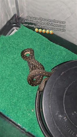 Diamond Python another new addition to the forever growing family of snakes 😅😅 #wildlife #snakecatcher #snakes #campbelltown #fyp #foryou #fyppppppppppppppppppppppp #foryoupage #narellan #snake #australia #sydney #pythons