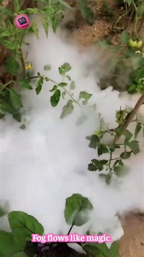 DRY ICE FOG MAGIC 😳 dreamy scene effect #shorts #science #effects #visual #creative
