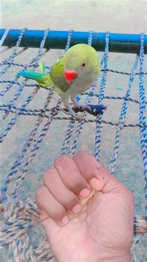 Beautiful Ringneck Parrot Sitting in Sunshine 🦜☀️ So Calm & Cute! #shorts #viralvideo #ytshorts