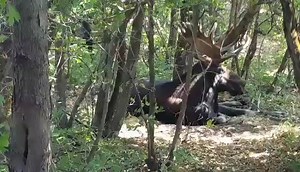 66K views · 2K reactions | One of the thousands of reasons we love Utah: you never know what wildlife you'll see while out for a leisurely stroll. Thanks to Scott Dotson for sharing this Bear Lake bull footage with us! | Utah Division of Wildlife Resources | Facebook
