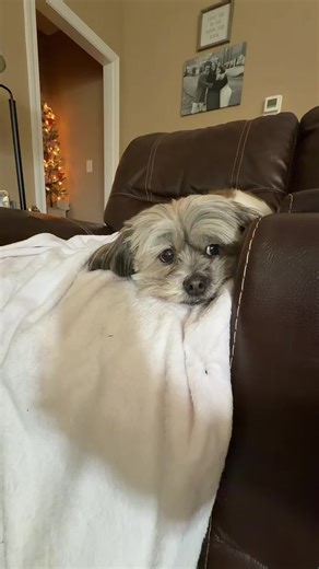 Dixie and Ollie (@dixieandollie)’s videos with The Muppet Show - Main Title - Dominik Hauser