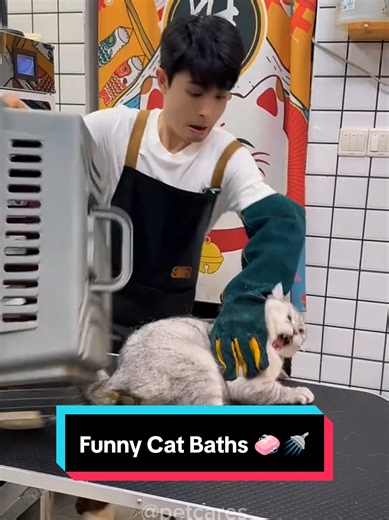 Funny Cat Baths 🧼🚿🇺🇸 #cat #petgroomer #petparent #tiktok #fyp | Funny Cat