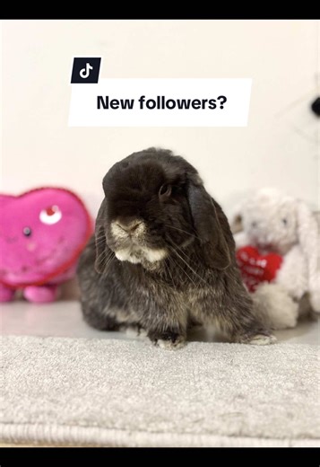 Understanding Bunny Behavior: Tips for Rabbit Care