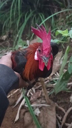hunting time using native chicken trap. and well done. #wildchicken #forest