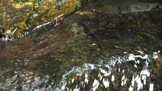 夏の清流　水の流れ落ちる音