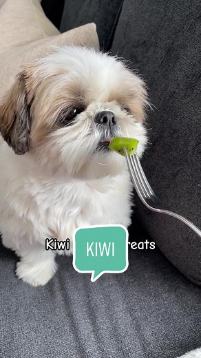 Benji & Olive on TikTok