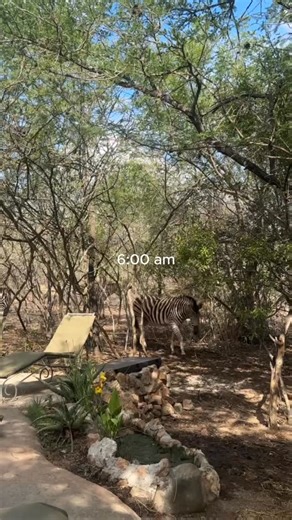 Maganda Experience | Girls Trips on Instagram: "Come and spend the day with us at Mozambique. If your favorite movie was the Lion King…. you will love it! And girls, if you want to live the Lion King… Stay tuned on 18.12.25👀 #solotravel #surftrip #mozambique🇲🇿"