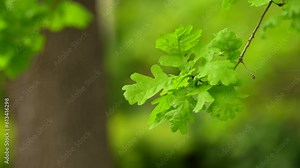 4K close up video with some beautiful oak tree leaves. Oak tree leaf detail video with green nature background.