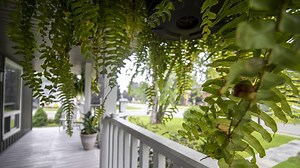 The Wild Story of a Giant Grocery-Store Fern Named Jeff Who Keeps Going Viral