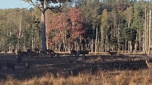 Hillside Game Ranch & Guide Service on Reels