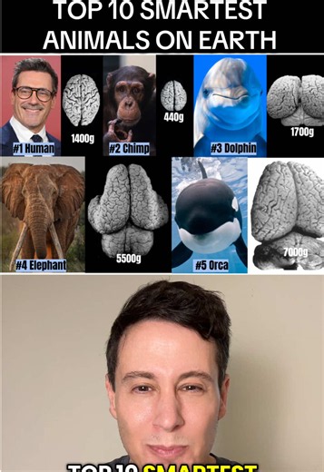 I discuss the top 10 most intelligent animals in the world and some will genuinely surprise you. Scientists have spent decades studying animal intelligence, yet species with enormous brains can rank below animals with brains hundreds or even more than 1,000 times smaller. I reveal the top five most intelligent animals, but based on the images can you identify the other five? Which one of these top 10 animals surprised you the most? #intelligence #brain #neuroscience #AnimalFacts #science