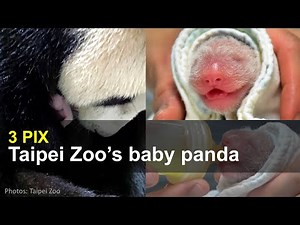 Taipei Zoo's Baby Panda | Taiwan News | RTI