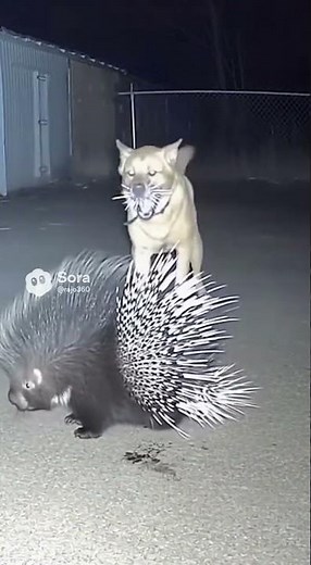 Wildlife Animal Porcupine Attack on Dogs 😱 | Real Footage Caught on Camera!