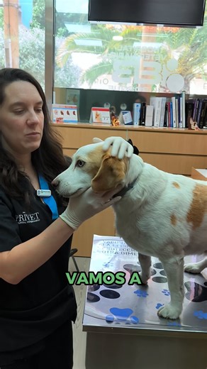 Hoy os enseñamos cómo hacer una exploración para detectar un bulto en perros👀 Los bultos pueden ser superficiales o estar bajo la piel, y no siempre son visibles a simple vista. Durante la exploración, es importante comparar ambos lados del cuerpo para detectar si se trata de algo fisiológico o no. 👉 Si encuentras algo, no esperes: acude a consulta para hacer una punción y saber exactamente de qué se trata. La detección temprana puede marcar la diferencia. 💙 | Hospital Veterinario Privet