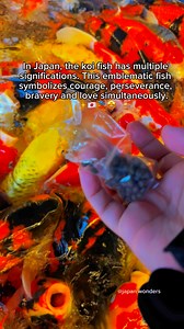 26K views · 191 reactions | The koi fish is also well-known for the multiple meanings associated with it in Japanese culture, including luck, happiness, success, and good fortune. #reelsvideoシ #reelsviralシ #fbreels #trendingreels #fyp #reels #Amazing #japan #japanese #japaneseculture #koi #tokyo #japanwonders | Japan Wonders | Facebook
