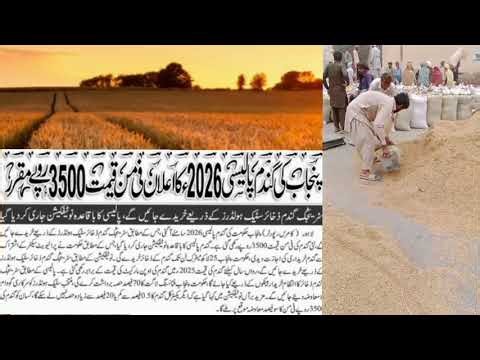 Gamdam - گندم پالیسی 2026-Gandam News - گندم پیداوار / گندم قیمت 2026- Wheat Rate Today - #wheat