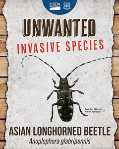 The Asian longhorned beetle (Anoplophora glabripennis) is an invasive insect that attacks and kills maple and other hardwood trees. Infested trees can become safety hazards since branches can drop and trees can fall, especially during storms. If you come across this pest, squash it on sight. #NationalInvasiveSpeciesAwarenessWeek | U.S. Forest Service - Hoosier National Forest