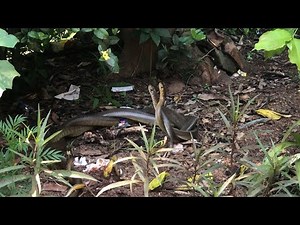 two snakes wrapped each other