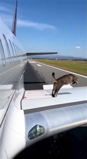 The cat is sitting on the wing of an airplane.) @syntxai #cat #animals #funny