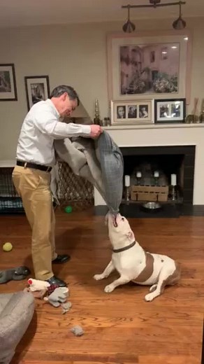 1K views · 24 reactions | Like many Bulldogs, Sir Chunkster is nothing if not focused and very, very stubborn! Foster dad, Bill, found this out when Chunkster decided to shred his old bed and dad tried to pick it up and move it away. What started as a simple task soon became a hilarious struggle with a most immovable and determined Chunky. Fun was had by all! Learn more about Chunky: bit.ly/sirchunkster | Silicon Valley Pet Project | Facebook