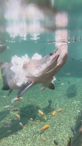 Feeding The Monster Fish Ohio Fish Rescue 😳#monsterfish #monsterfishkeepers #predatorpond | Ed The Pond Professor