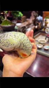 上手就酱The “Head Down”: My Parrot’s Secret Signal for Love#cockatiel #birds #parrot #pets #cute#budgies