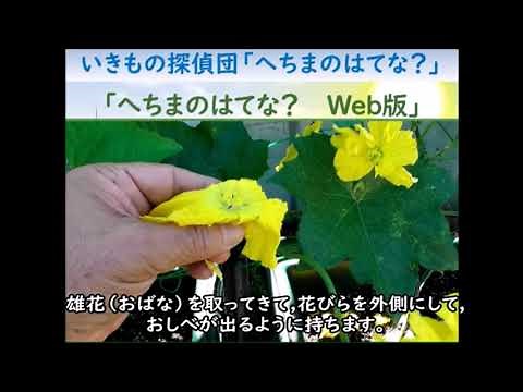 【Web版】へちまのはてな？を観察しよう！受粉編「さすてな☆いきもの探偵団」