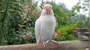 84K views · 7K reactions | Amazing White Ringneck Parrot Chirping | Parrot Chirping Sounds | Parrot Paradise | Facebook