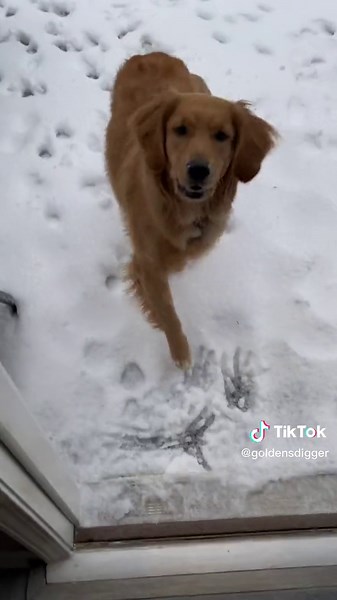 Lucy was so fascinated seeing the snow for the first time 🤭❄️☃️🌨 #goldenretriever #firstsnow #snowday #dogsnow #snowdog #petsoftiktok