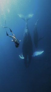 Diving with Humpback Whales 🐋🐋 #ocean #whale #humpbackwhale #humpbackwhales #diving #freediving #freediverlife #underwatermodel #freedivephotography #whale #whales | ใต้น้ำ