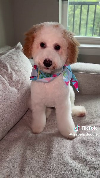 Isabela The Doodle on TikTok