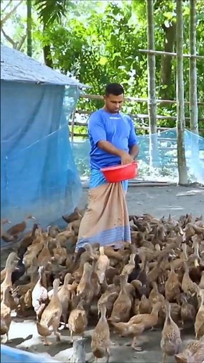 How to Duck Farming Life