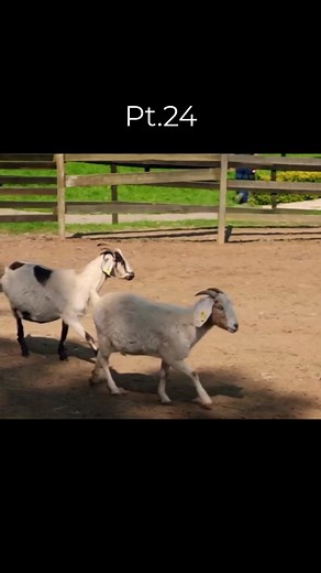 NO MANCHES FRIDA 🎬 #nomanchesfrida #mexican #movie #scene #peliculas #fyp #ramtn