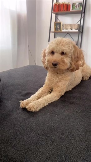 Stephanie Rodriguez (@stephrodz2021)’s videos with original sound - Ashley 🦖