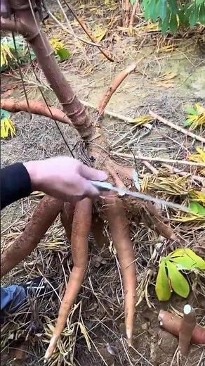 Amazing Cassava Farming Technique | How Farmers Grow Cassava Without Seeds