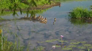Track right, slow motion, Ducks perched on a log in a pond on a sunny day with ducks flying and skimming the water in the background.